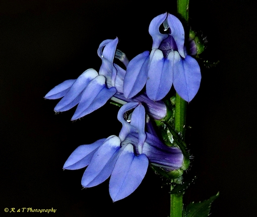{Lobelia siphilitica}